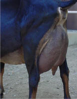 jewelia0rear.jpg